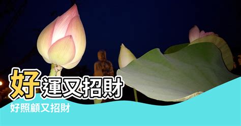 室內風水樹|好照顧又招財！8種室內植物自帶福運、興旺家宅 這1。